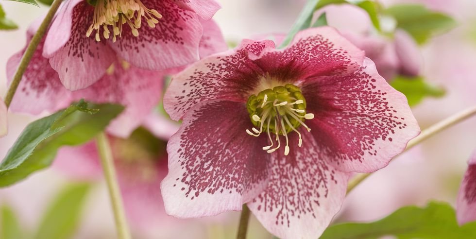 hoa hellebore