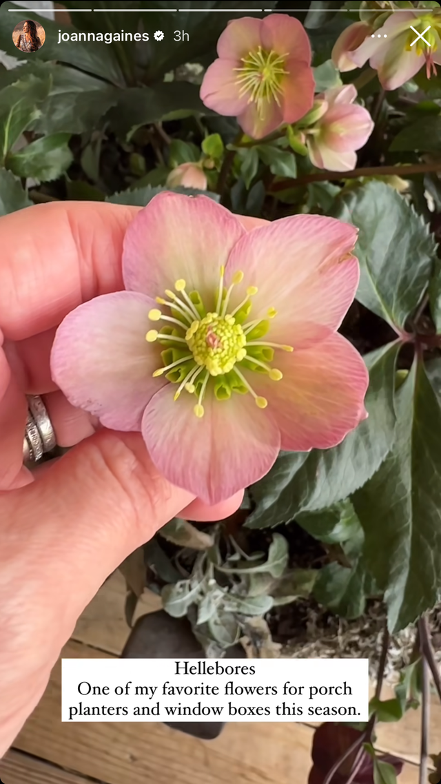 cây hellebore