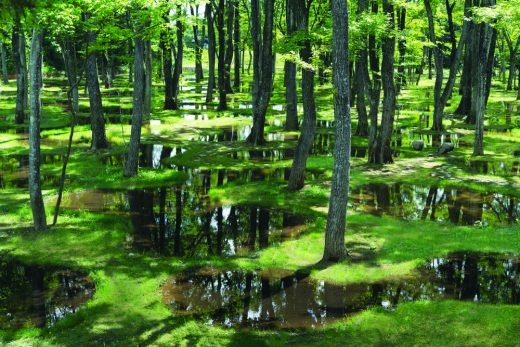 Giải thưởng Obel 2019 Diễn đàn kiến ​​trúc Water Garden Aedes