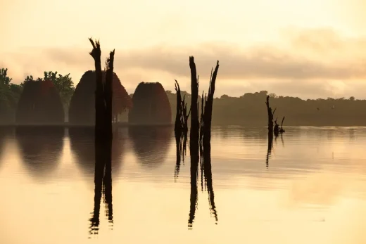 Khái niệm Japiim Rừng nhiệt đới Amazon Brazil